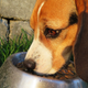 Imagen para el artículo titulado Con qué frecuencia debes alimentar a tu perro, según la ciencia